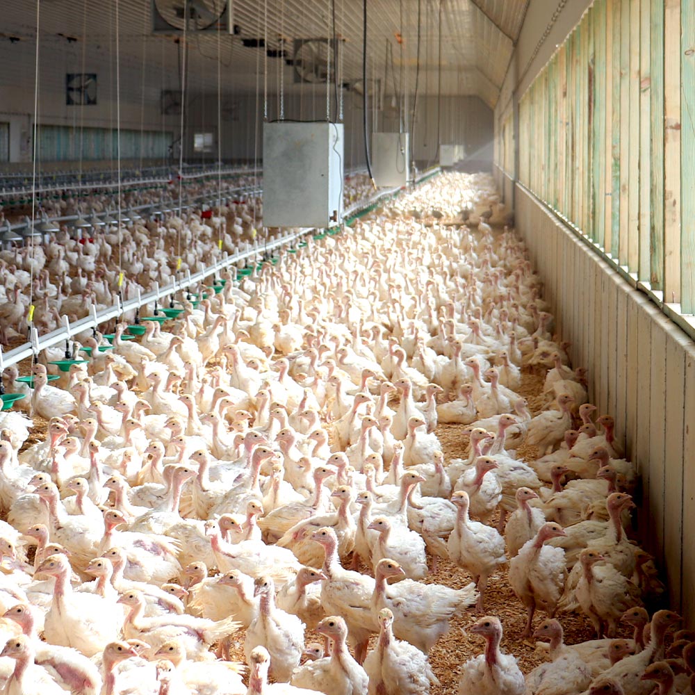 Zimmerman-Turkey Farm